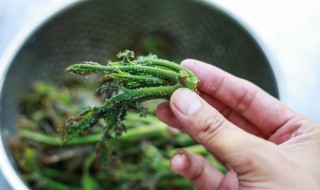 如何腌制香椿芽（如何腌制香椿芽咸菜）