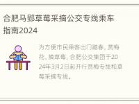 合肥马郢草莓采摘公交专线乘车指南2024