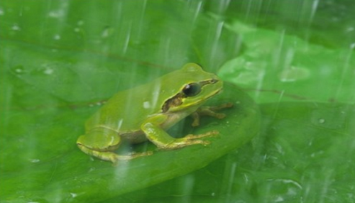 小鸡宝宝考考你青蛙会被水淹死吗