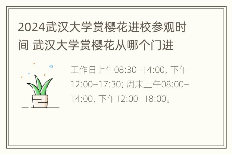 2024武汉大学赏樱花进校参观时间 武汉大学赏樱花从哪个门进