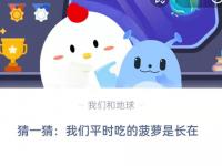 猜一猜我们平时吃的菠萝是长在 我们平时吃的萝卜是它的根对吗