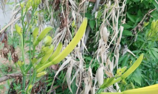 黄花菜干怎么做好吃（黄花菜干怎么做好吃法可以煲汤吗）