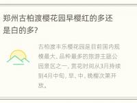 郑州古柏渡樱花园早樱红的多还是白的多？