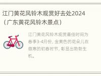 江门黄花风铃木观赏好去处2024（广东黄花风铃木景点）