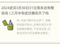 2024武汉3月30日31日周末还有樱花吗（三月中旬武汉樱花开了吗）