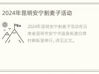 2024年昆明安宁割麦子活动