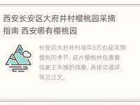 西安长安区大府井村樱桃园采摘指南 西安哪有樱桃园